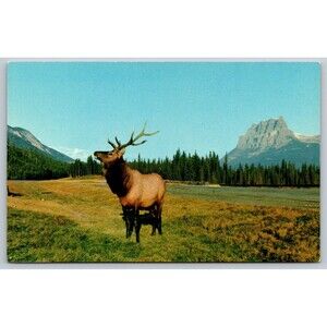 Postcard Canada National Parks Bull Elk Wapiti Vintage Castle Mountain